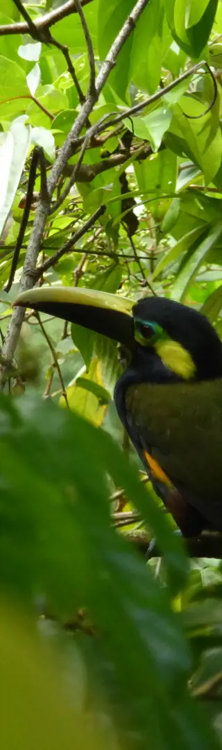 Natur und Adrenalin in Monteverde